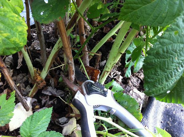 осення обрезка малины, как обрезать малину, обрезка летней малины